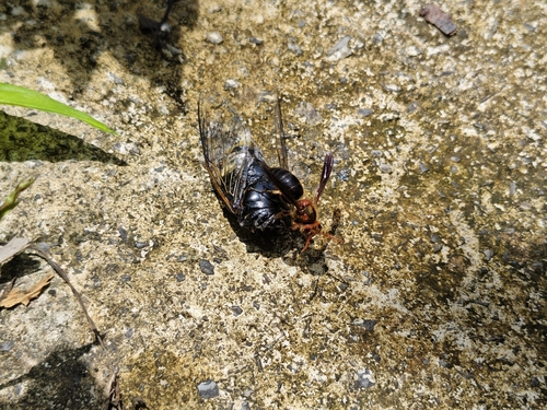 Black-bellied Hornet