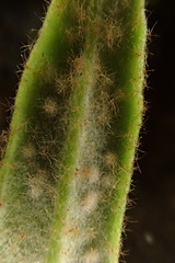 Pyrrosia linearifolia