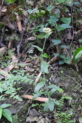 Eschenbachia japonica