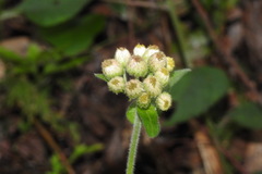 Eschenbachia japonica