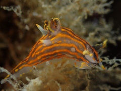 Polycera quadrilineata
