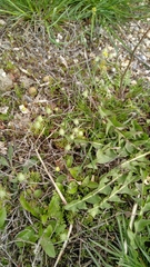 Ceratocephala testiculata