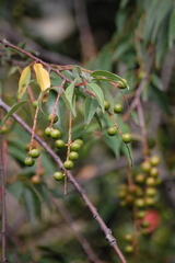 Prunus serotina capuli