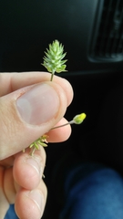 Ceratocephala testiculata