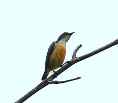 Dicaeum trigonostigma