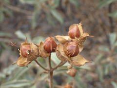 Cistus symphytifolius image