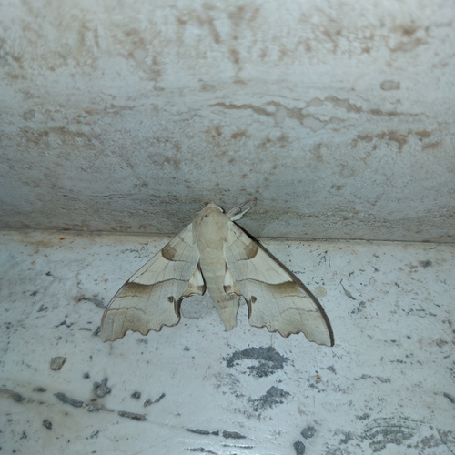 Oak Hawkmoth