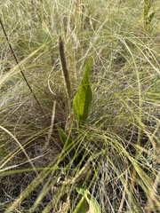 Plantago maxima, photograph (c) Stanislav Murashkin, some rights reserved (CC BY)
