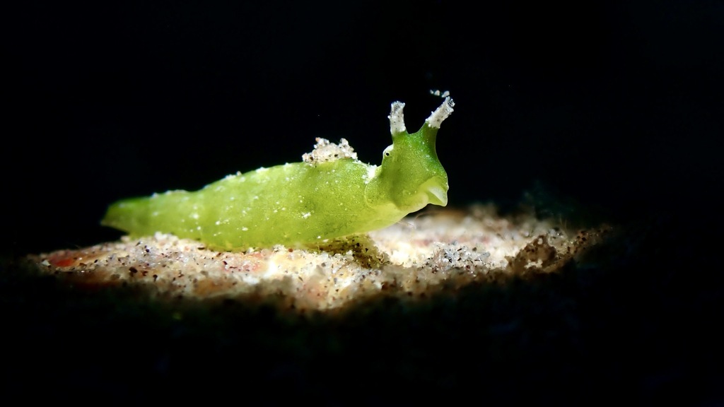 Halimeda Taco Slug