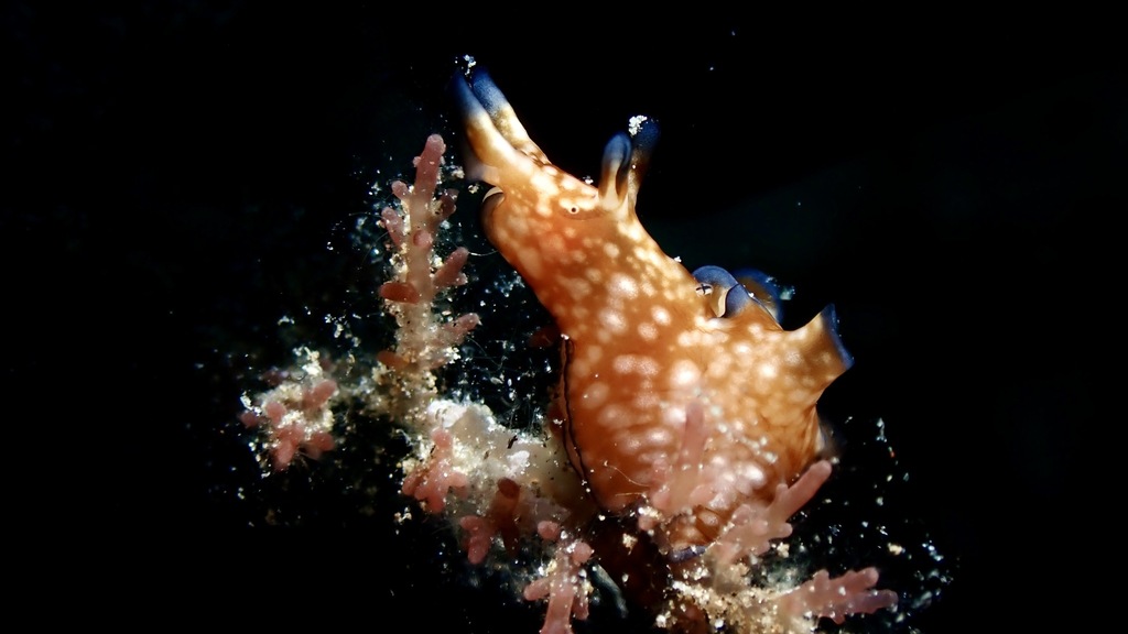 Black-edged Sea Hare