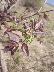 Sambucus sibirica