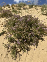 Thymus pallasianus, photograph (c) Stanislav Murashkin, some rights reserved (CC BY)