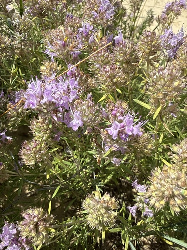 Thymus pallasianus, photograph 5