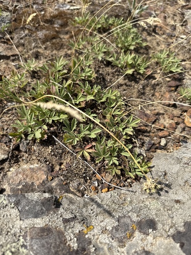 Potentilla incana, photograph 4
