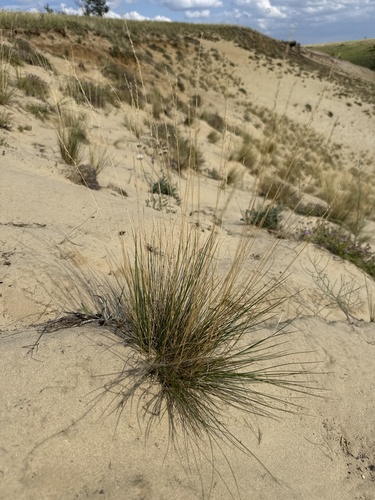 Festuca beckeri, 2026-07-16