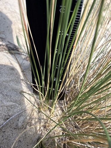 Festuca beckeri, photograph 6
