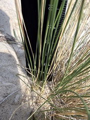 Festuca beckeri, photograph (c) Stanislav Murashkin, some rights reserved (CC BY)