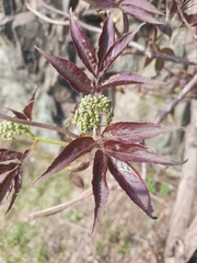 Sambucus sibirica
