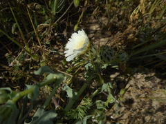 Malacothrix coulteri