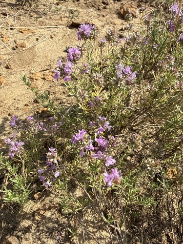 Thymus pallasianus, photograph 3