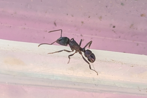 Green-head Ant