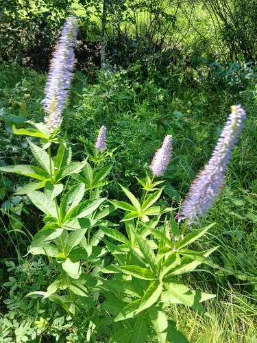 Veronicastrum sibiricum, photograph 6