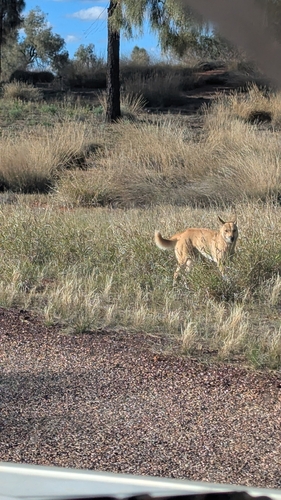 Dingo