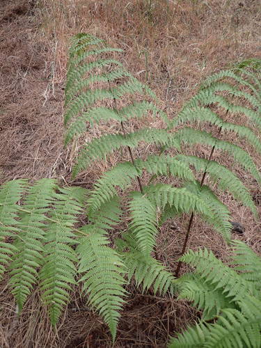 Dryopteris oligodonta image