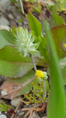 Ceratocephala testiculata