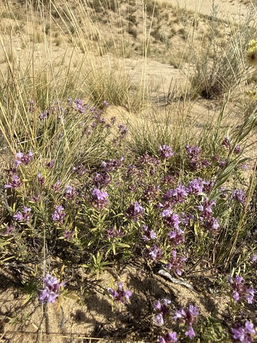 Thymus pallasianus, photograph 2