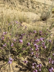 Thymus pallasianus, photograph (c) Stanislav Murashkin, some rights reserved (CC BY)