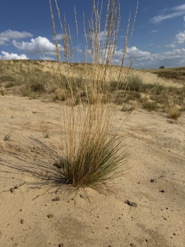 Festuca beckeri, 2026-07-16