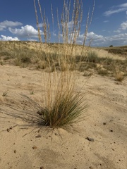 Festuca beckeri