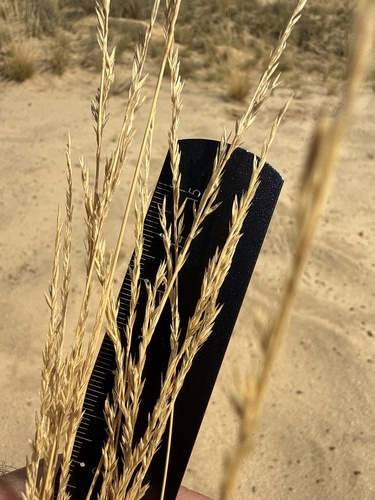 Festuca beckeri, photograph 2