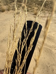 Festuca beckeri, photograph (c) Stanislav Murashkin, some rights reserved (CC BY)