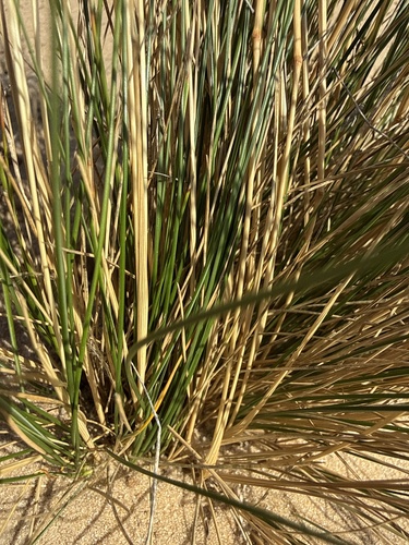 Festuca beckeri, photograph 3