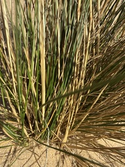 Festuca beckeri, photograph (c) Stanislav Murashkin, some rights reserved (CC BY)
