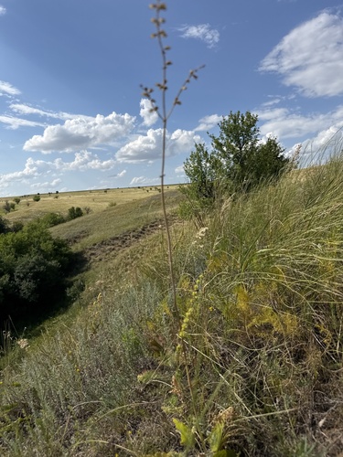 Salvia nutans, photograph 4