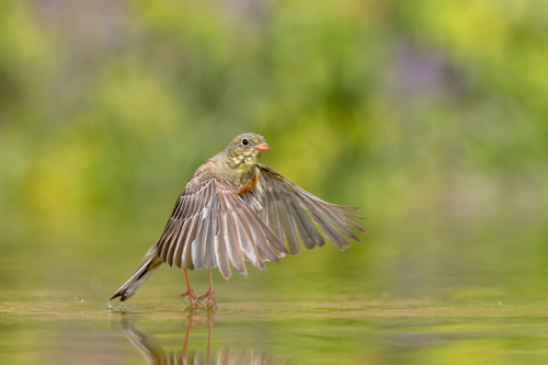 Ortolan Bunting