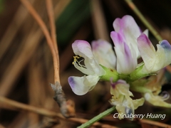 Astragalus nokoensis