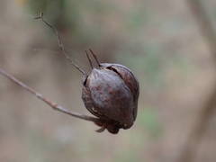 Hypericum grandifolium image