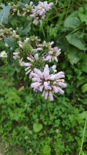 Tuberous Jerusalem sage