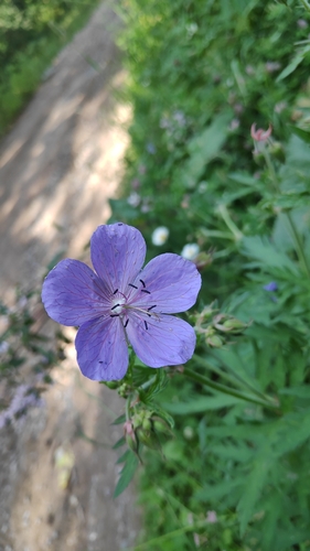 Meadow Crane's-bill