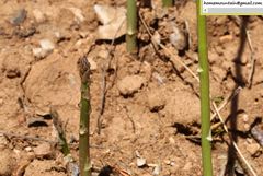 Asparagus schoberioides