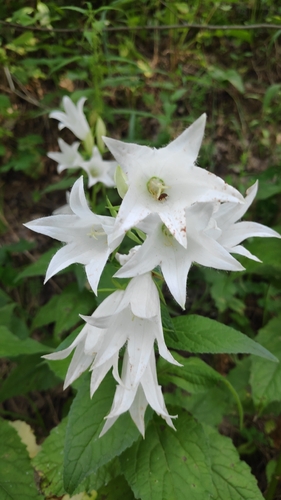 Giant Bellflower