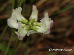 Astragalus nokoensis