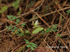 Astragalus nokoensis