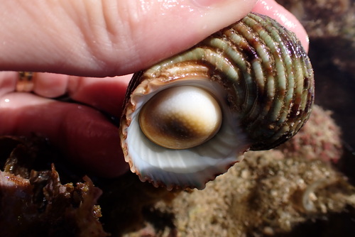 Turbo argyrostomus observed 2026-07-14