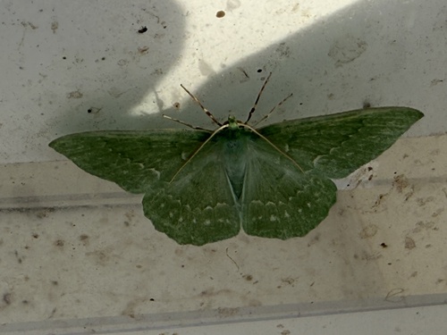 Large Emerald, Jonaserf, Wenum-Wiesel, Gelderland, NL, photo 7 of 10