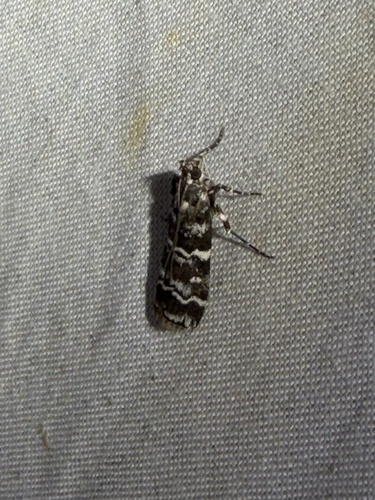 Zimmerman Pine Moth photo 3